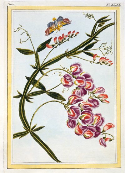 Le Grand Lathyre (Everlasting Sweet Pea), c.1776 by Pierre Joseph Buchoz